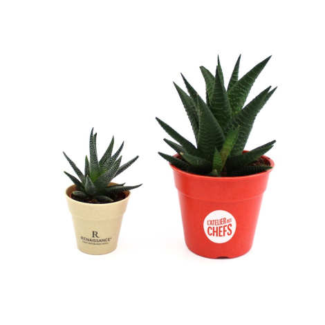 Plante déco en pot écolo publicitaire