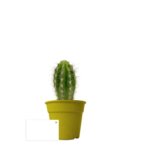 Plante déco en pot écolo publicitaire
