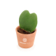 Hoya en pot publicitaire Hoya en pot publicitaire