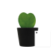 Hoya en pot publicitaire Hoya en pot publicitaire