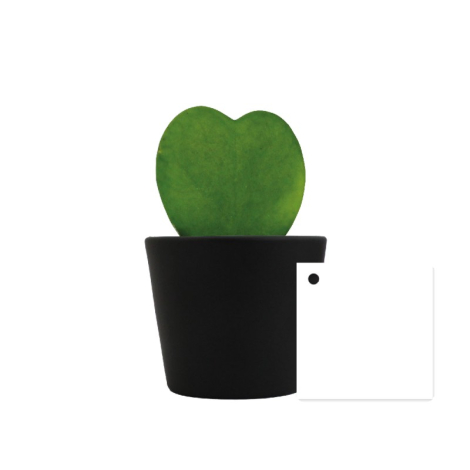 Hoya en pot publicitaire