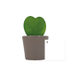 Hoya en pot publicitaire Hoya en pot publicitaire