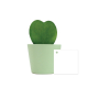 Hoya en pot publicitaire Hoya en pot publicitaire