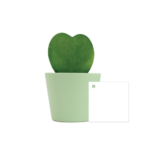 Hoya en pot publicitaire