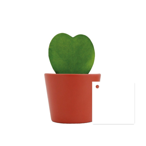 Hoya en pot publicitaire