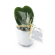 Hoya en pot publicitaire Hoya en pot publicitaire