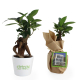 Bonsaï publicitaire pot personnalisable - Ficus Ginseng Bonsaï publicitaire pot personnalisable - Ficus Ginseng