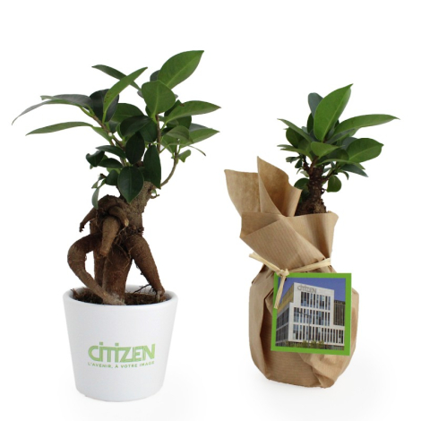 Bonsaï publicitaire pot personnalisable - Ficus Ginseng