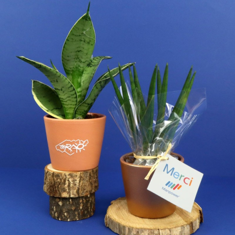 Bonsaï publicitaire pot personnalisable - Ficus Ginseng