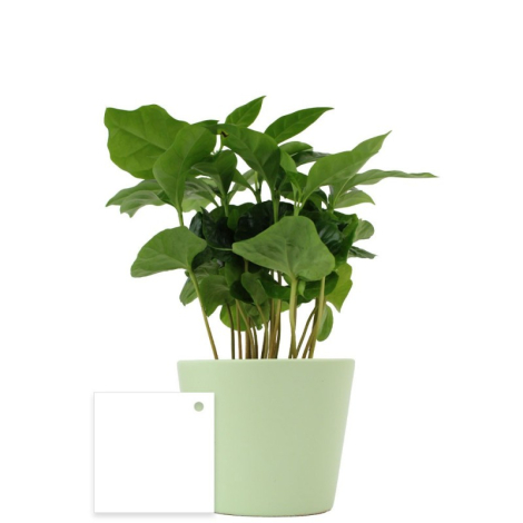 Bonsaï publicitaire pot personnalisable - Ficus Ginseng