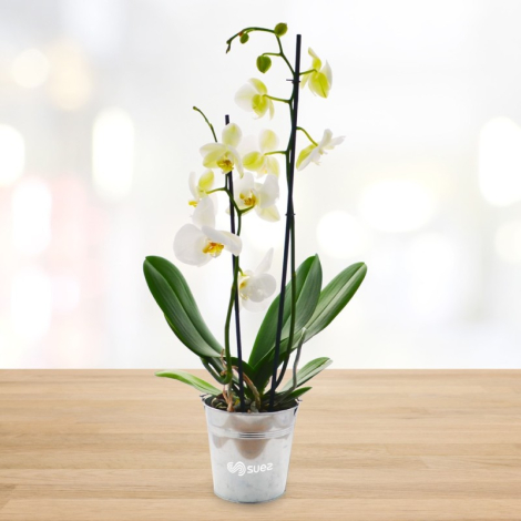 L'Orchidée - Petit ou grand modèle en pot publicitaire