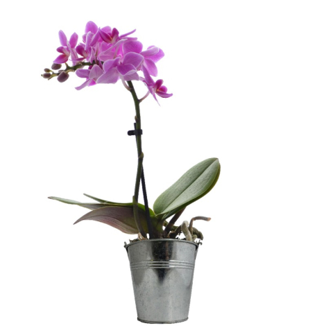 L'Orchidée - Petit ou grand modèle en pot publicitaire