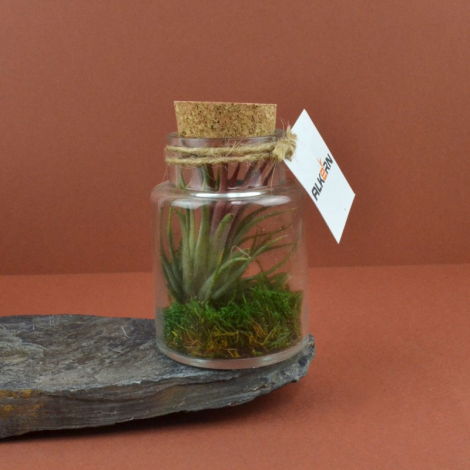 Terrarium en bouteille publicitaire