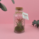 Terrarium en bouteille publicitaire