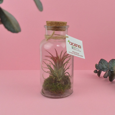 Terrarium en bouteille publicitaire
