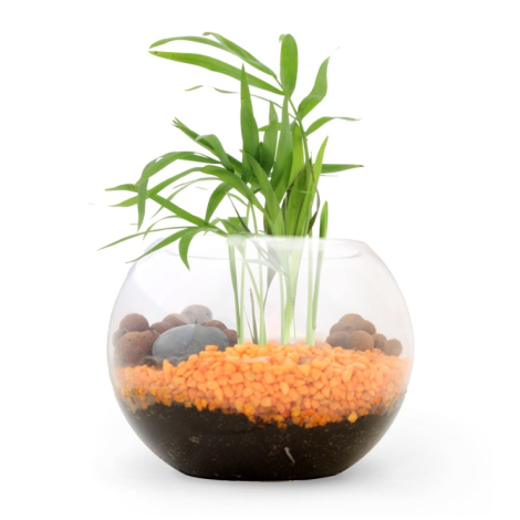 Terrarium publicitaire