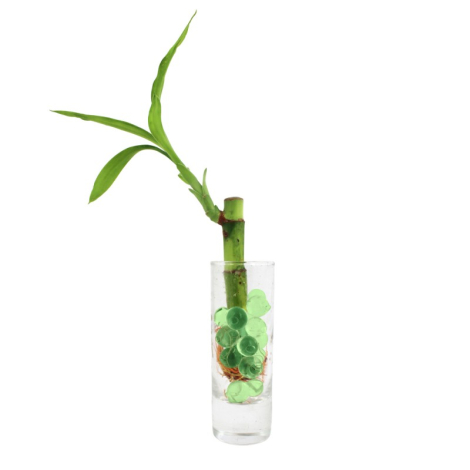 Canne chinoise en vase à personnaliser