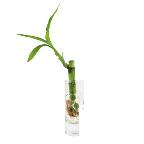 Canne chinoise en vase à personnaliser