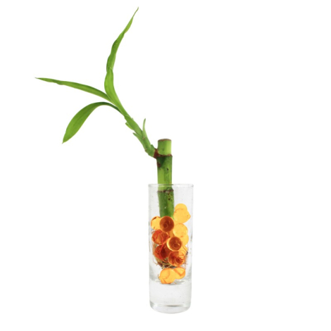 Canne chinoise en vase à personnaliser