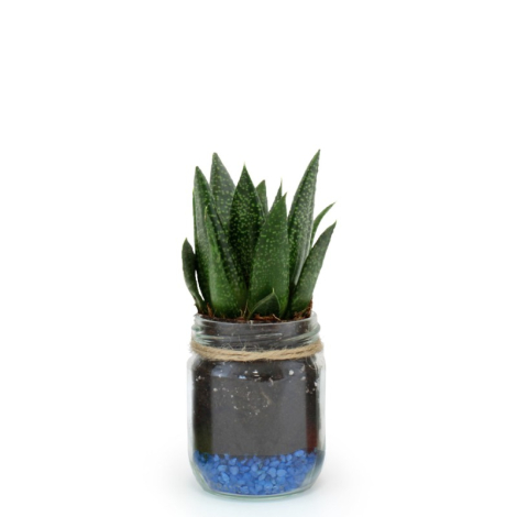 Bocal rétro avec plante publicitaire