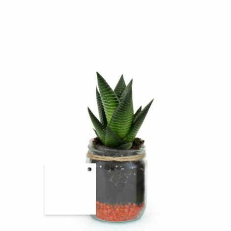 Bocal rétro avec plante publicitaire