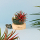 Terrarium sur socle publicitaire Terrarium sur socle publicitaire