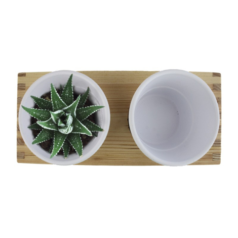 Plateau publicitaire et double pot avec plante dépolluante
