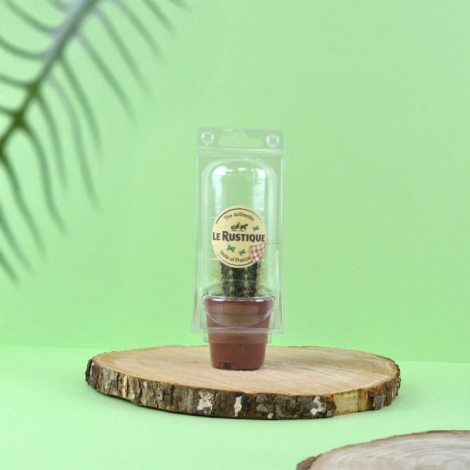 Mini serre cactus en pot publicitaire
