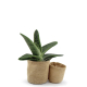 Pots en jute publicitaire avec plante Pots en jute publicitaire avec plante