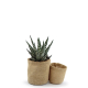 Pots en jute publicitaire avec plante Pots en jute publicitaire avec plante