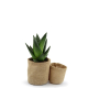 Pots en jute publicitaire avec plante Pots en jute publicitaire avec plante