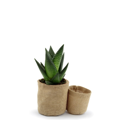 Pots en jute publicitaire avec plante
