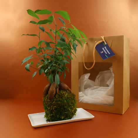 Kokedama publicitaire en ficus ginseng
