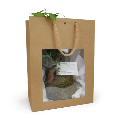 Sac cadeau en kraft avec poignées en cordelette et fenêtre transparente laissant apparaître un kokedama de ficus ginseng envelop