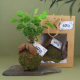 Kokedama de ficus ginseng avec boule de mousse et racines apparentes, présenté sur une ardoise avec un sac cadeau kraft et plusi