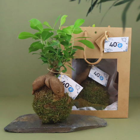 Kokedama de ficus ginseng avec boule de mousse et racines apparentes, présenté sur une ardoise avec un sac cadeau kraft et plusi