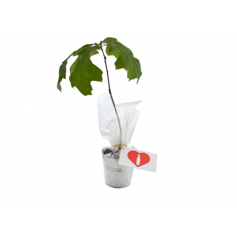 Plant d'arbre en zinc publicitaire