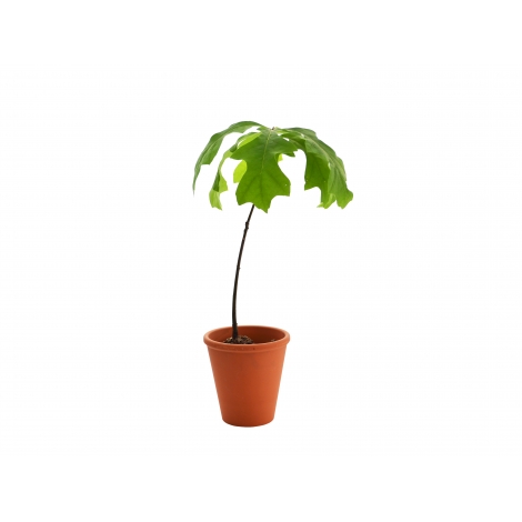 Plant d'arbre en pot terre cuite publicitaire