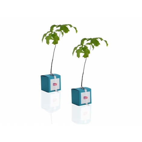 Cube publicitaire avec plant d'arbre