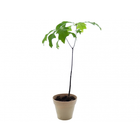 Plant d'arbre avec pot en fibre de bambou publicitaire