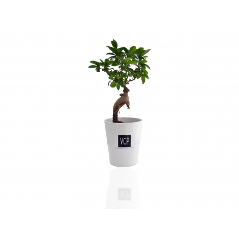 Bonsaï publicitaire pot personnalisable - Ficus Ginseng