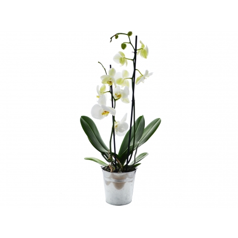 L'Orchidée - Petit ou grand modèle en pot publicitaire