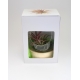 Terrarium sur socle publicitaire