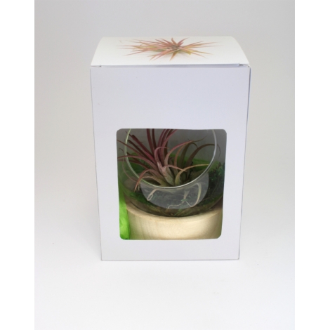 Terrarium sur socle publicitaire