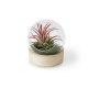 Terrarium sur socle publicitaire