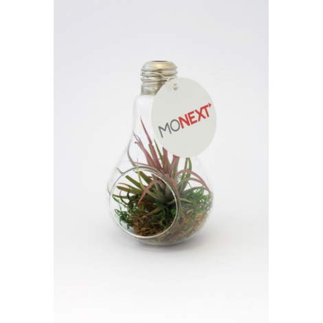 Ampoule publicitaire avec un Tillandsia