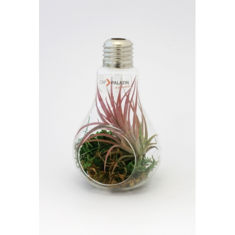 Ampoule publicitaire avec un Tillandsia