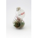 Ampoule publicitaire avec un Tillandsia