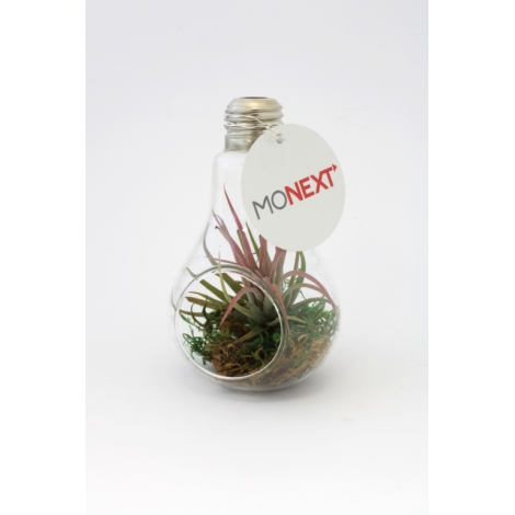 Ampoule publicitaire avec un Tillandsia