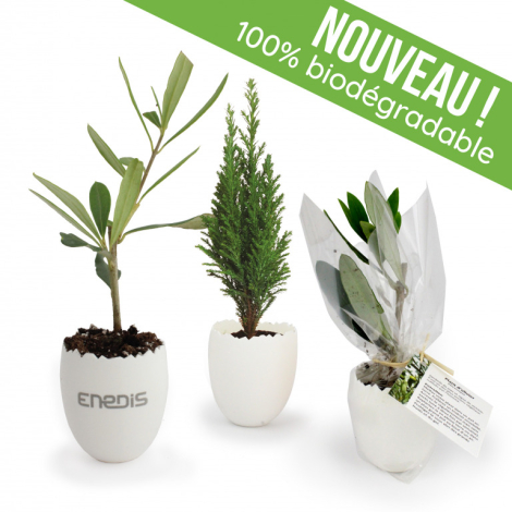 Mini plant d'arbre personnalisable dans son pot oeuf